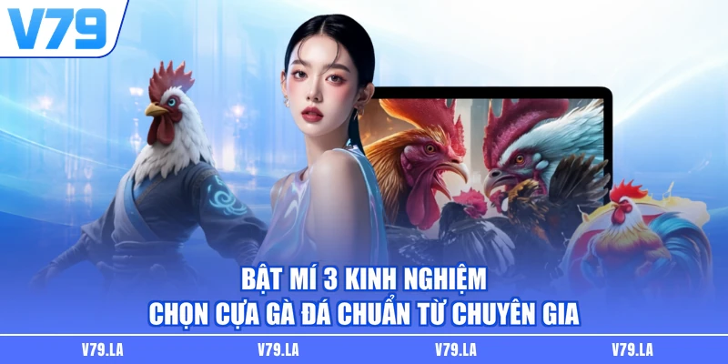 Bật mí 3 kinh nghiệm chọn cựa gà đá chuẩn từ chuyên gia