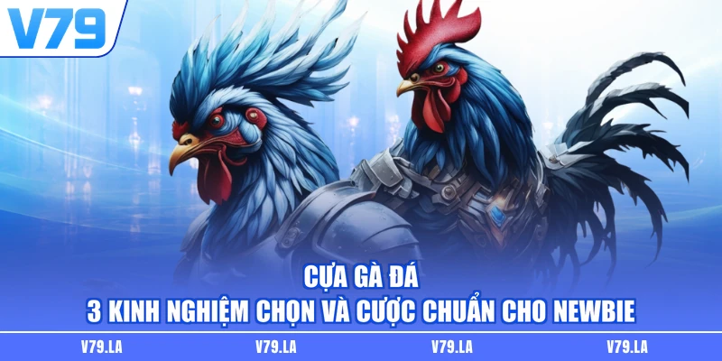 Cựa Gà Đá - 3 Kinh Nghiệm Chọn Và Cược Chuẩn Cho Newbie