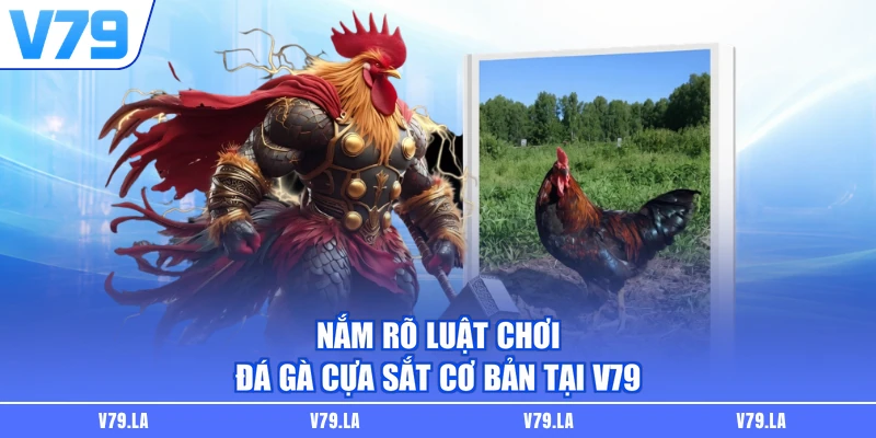 Nắm rõ luật chơi đá gà cựa sắt cơ bản tại V79