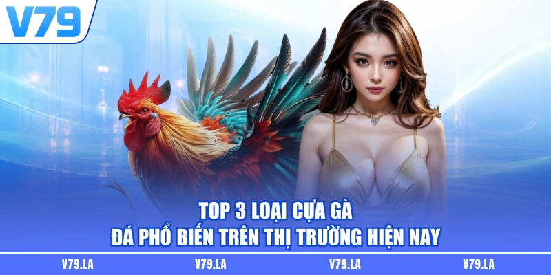 Top 3 loại cựa gà đá phổ biến trên thị trường hiện nay