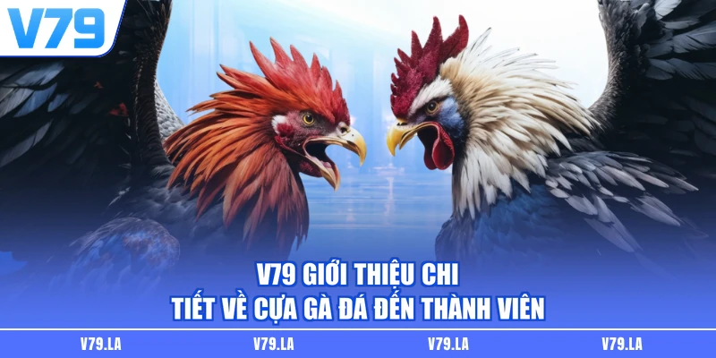 V79 giới thiệu chi tiết về cựa gà đá đến thành viên